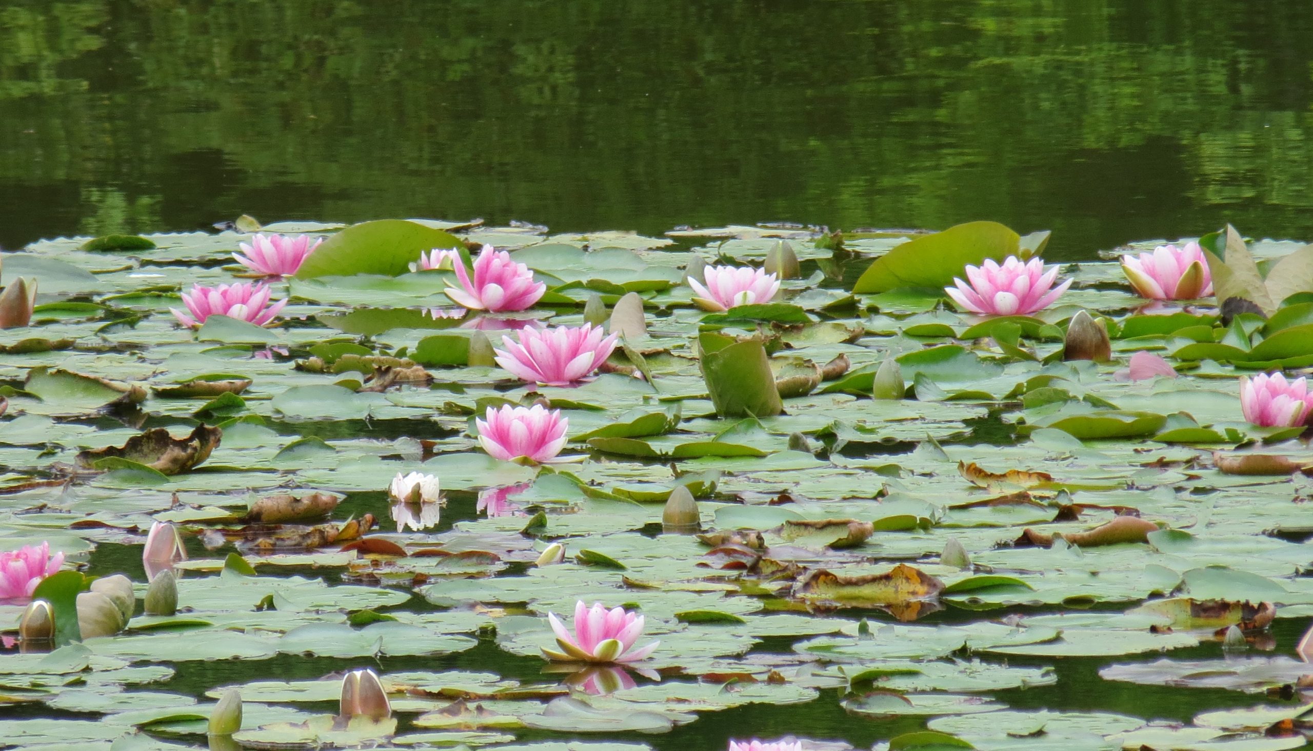 Méditation Mindfulness lotus étang fleurs